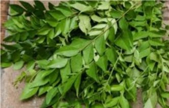 जानिए करी पत्ते के जूस पीने के फायदे, पेट की चर्बी घटाने और आंखों की रोशनी बढ़ाने में है मददगार