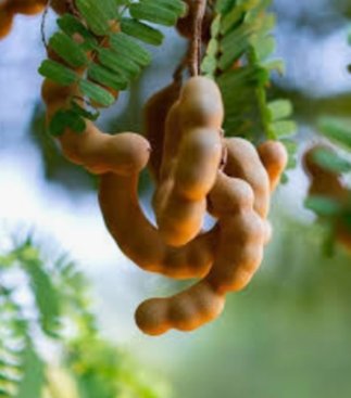 इमली है सेहत के लिए काफी लाभकारी, इम्यूनिटी बढ़ाने के साथ दिल की बीमारी भी करे दूर